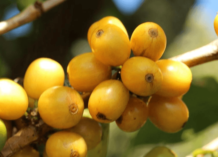 Field Worker in the mountains