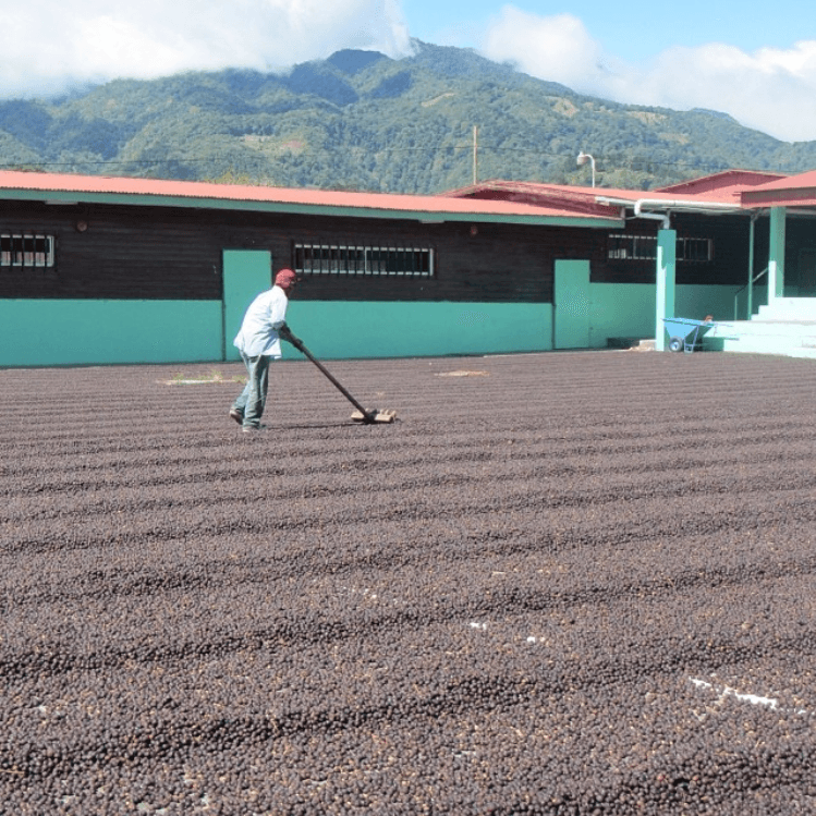 Raking coffee on drying patio